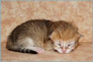 Female Siberian Kitten from Deedlebug Siberians